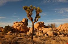 joshua tree national park il paesaggio