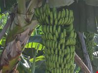 Banane