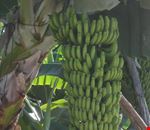 tenerife banane tenerife banane