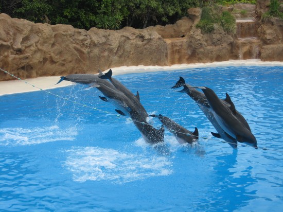 Spettacolo delfini al Loro Parque