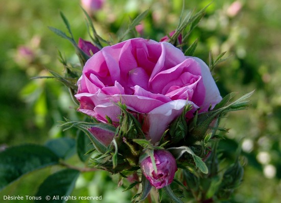 Rosa del roseto di S. Giustina