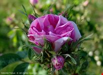 Rosa del roseto di S. Giustina