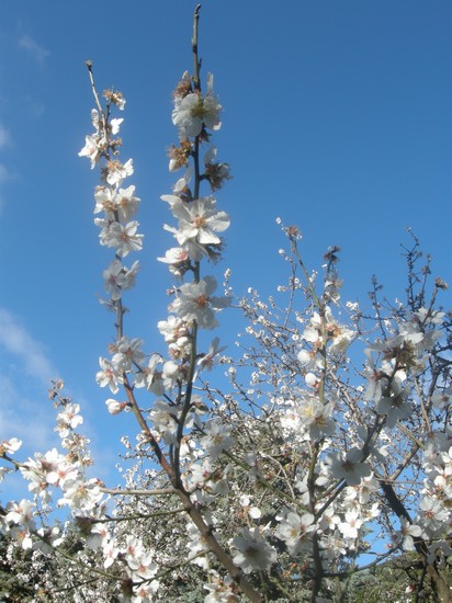 mandorlo in fiore