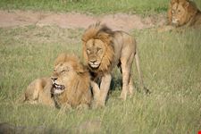 Brothers on Safaris Male Lions