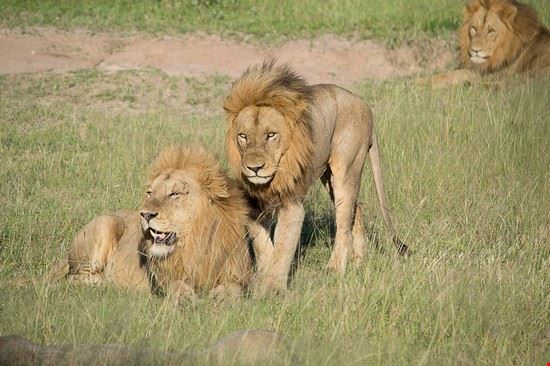 Brothers on Safaris Male Lions Brothers on Safaris Male Lions