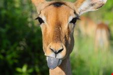 Impala on Safari