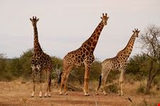 Giraffe on Safaris in the African Bush