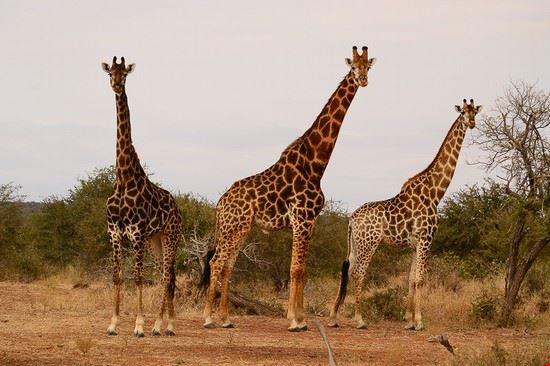 Giraffe on Safaris in the African Bush Giraffe on Safaris in the African Bush