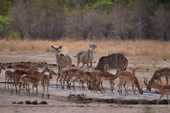 Animals at Waterhole