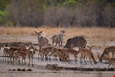 Animals at Waterhole