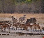 Animals at Waterhole Animals at Waterhole