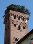 lucca la torre guinigi