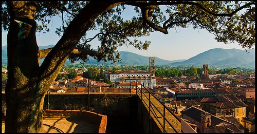 lucca la torre guinigi