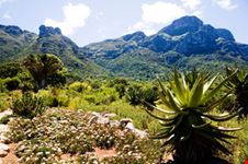 Giardini Botanici Kirstenbosch