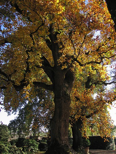 lucca villa torrigiani