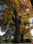 lucca villa torrigiani