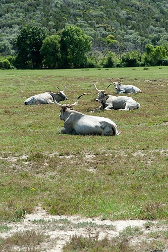 grosseto il parco naturale della maremma
