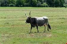grosseto il parco naturale della maremma
