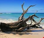 Tronchi sulla spiaggia Tronchi sulla spiaggia