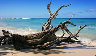 Tronchi sulla spiaggia Tronchi sulla spiaggia
