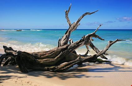 Tronchi sulla spiaggia