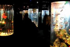 Acquario di Genova