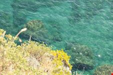 Mare