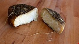 Pecorino