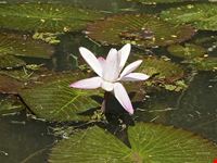  giardino botanico