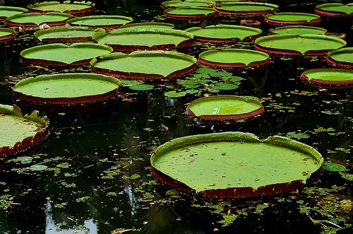  giardino botanico