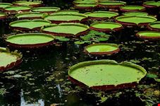  giardino botanico
