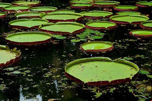 Giardino Botanico Rio de Janeiro giancornachini - Attribution License (http://creativecommons.org/licenses/by/2.0/) giancornachini