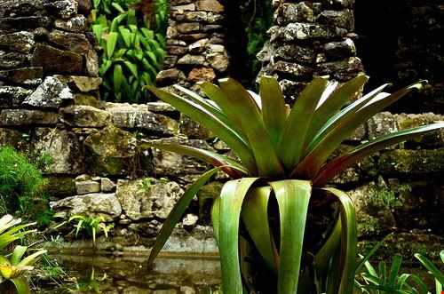 Giardino Botanico Rio de Janeiro giancornachini - Attribution License (http://creativecommons.org/licenses/by/2.0/) giancornachini