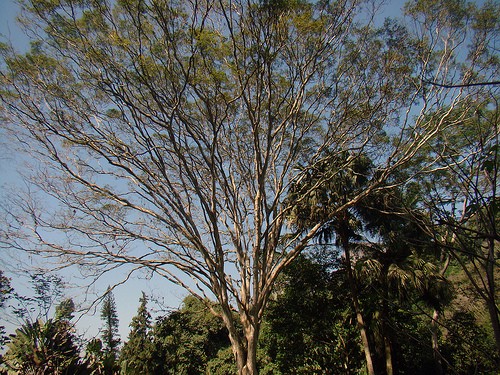  parco tjiuca