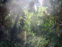  parco tjiuca
