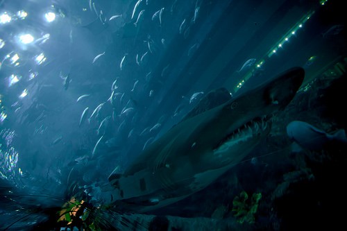  aquarium