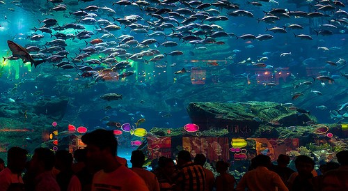  aquarium