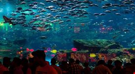  aquarium
