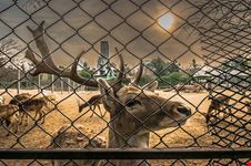  zoo