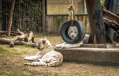  zoo