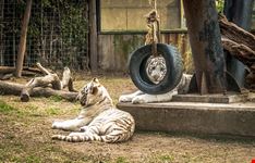  zoo