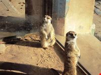  zoo