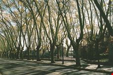  belgrano