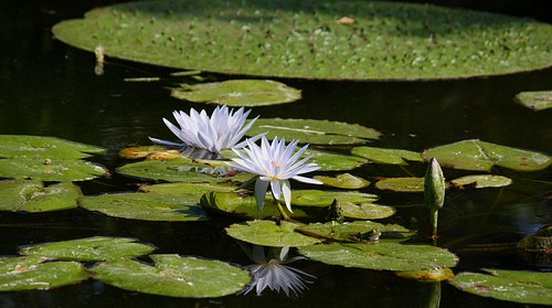  giardino botanico la mortella