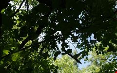  hyde park