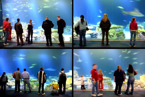  shedd aquarium