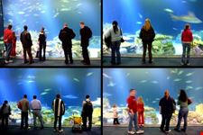  shedd aquarium