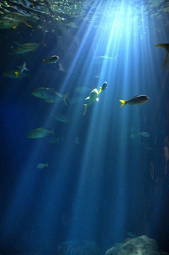  shedd aquarium