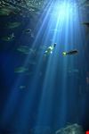  shedd aquarium