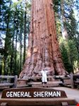 General Sherman Tree